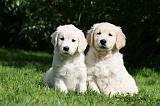 GOLDEN RETRIEVER 983
